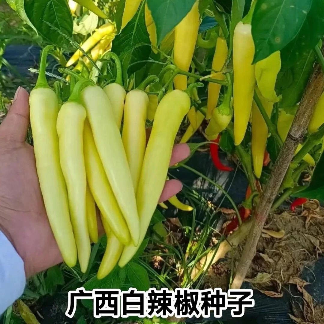 广西白辣椒种子白皮辣椒籽肉厚很辣腌制口感更佳农家春秋种植蔬菜