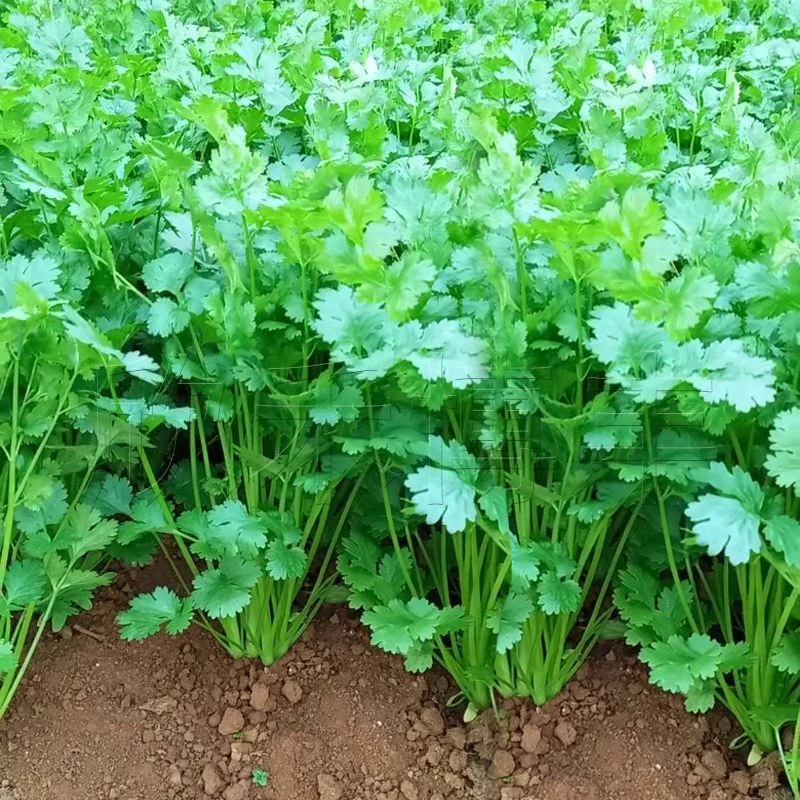 香菜种子小叶香菜种籽四季播耐热耐抽苔大田阳台庭院盆栽蔬菜种子