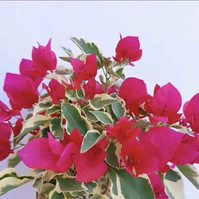 金边红三角梅盆栽大苗带花发货四季开花室内外阳台庭院爬藤植物