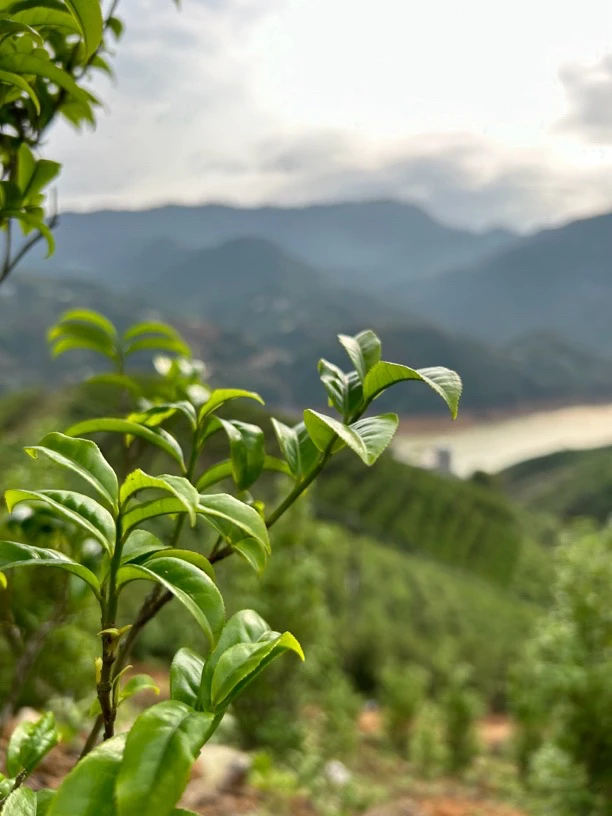 凤凰单丛茶指定款下单