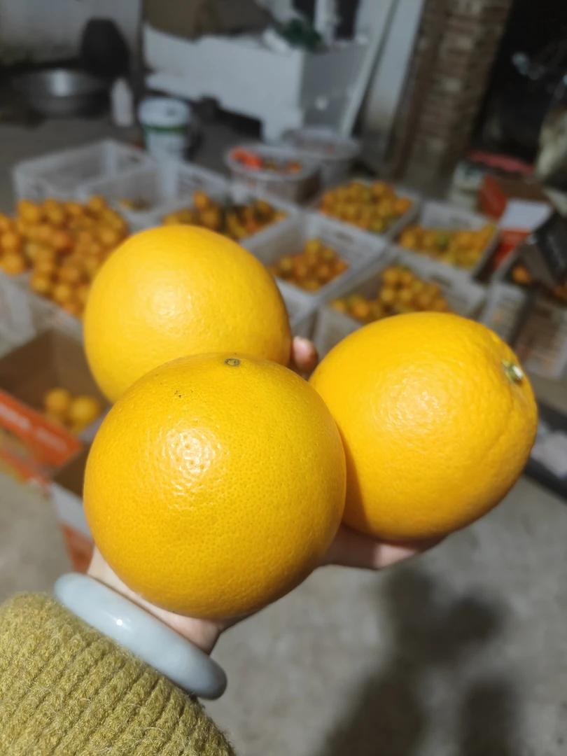 赣南信丰脐橙自家果园现摘现发