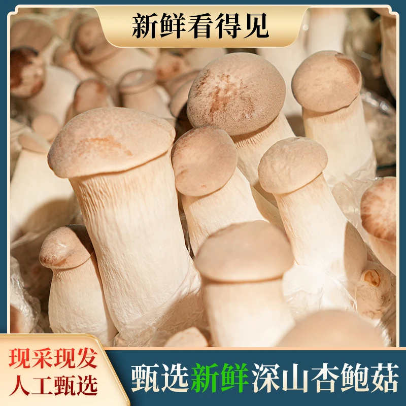 【现采杏鲍菇】杏鲍菇新鲜超值鸡腿菇炒肉煲汤火锅营养丰富菌菇小粒