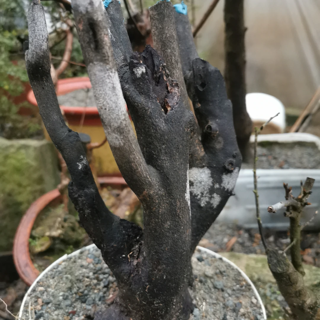 老鸦柿、雀梅、一物一拍