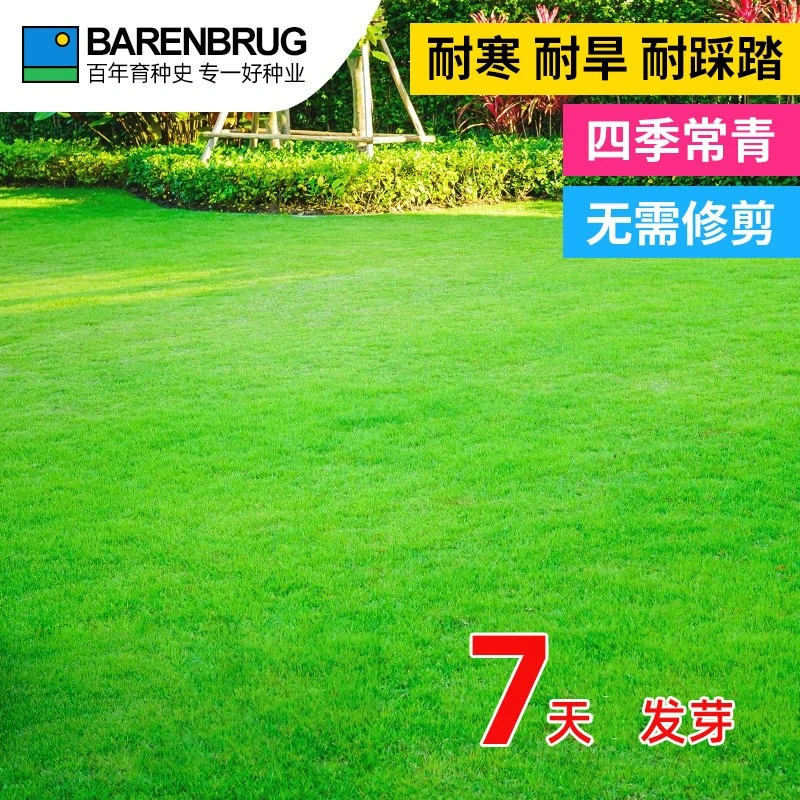 百绿匍匐翦股颖种子矮生果岭草种子剪股颖种子四季青草坪种子