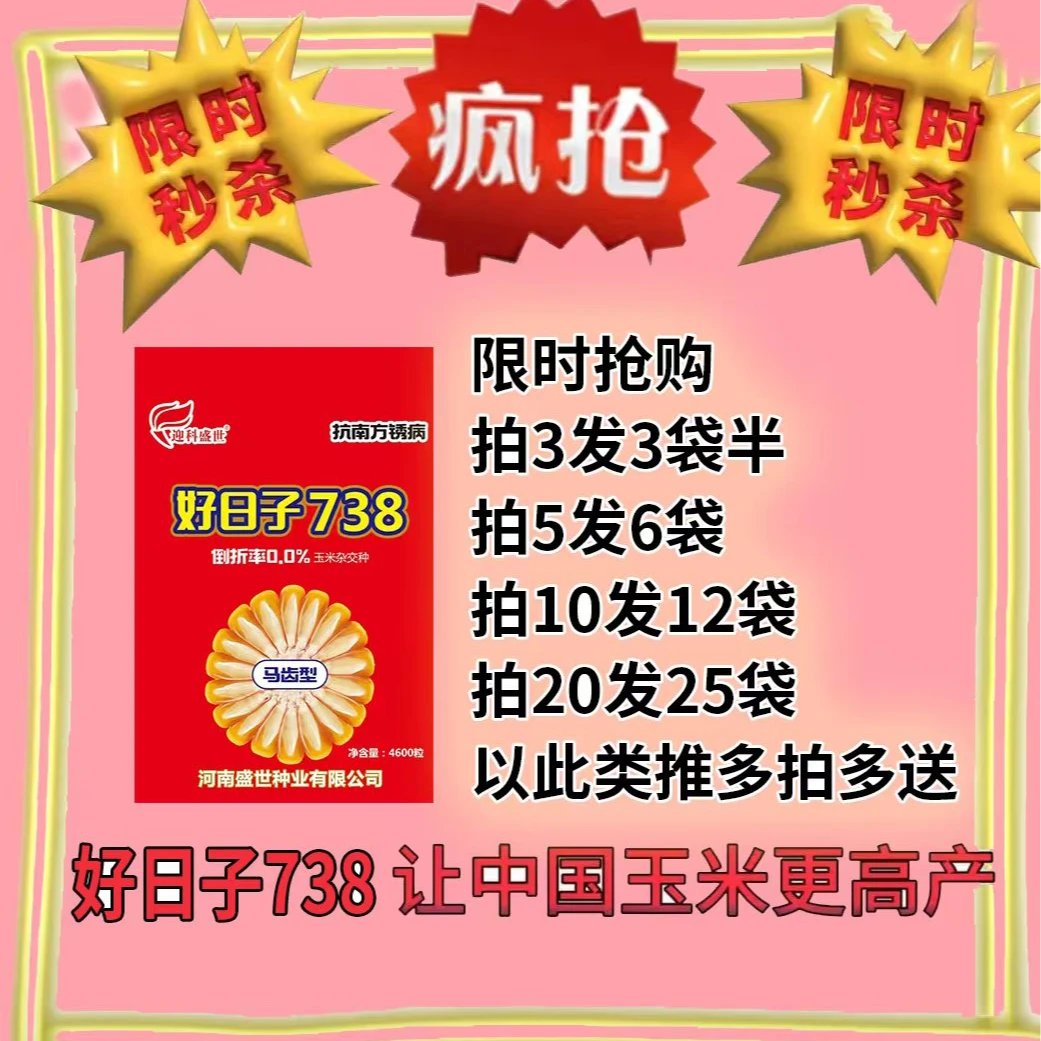 好日子738）抗倒伏高产玉米抗南锈病耐高温耐旱马牙齿