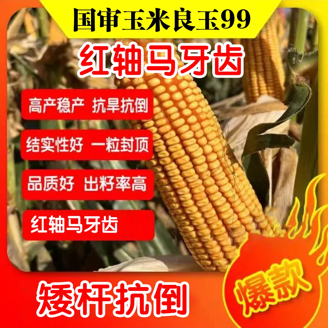 良玉99 高产玉米种子抗病抗虫抗倒伏耐高温