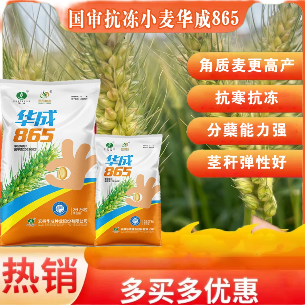 国审华成865【庆丰】种的少分叶多 高产小麦角质麦