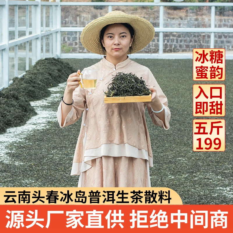 【直播】云南普洱茶头春冰岛生茶散茶5斤只要199 到货可试喝100克！