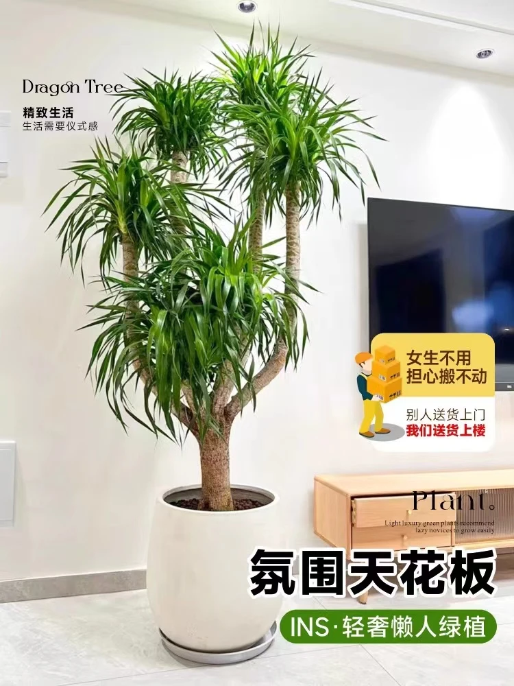 多头龙血树室内办公室卧室客厅净化绿植造型网红盆景