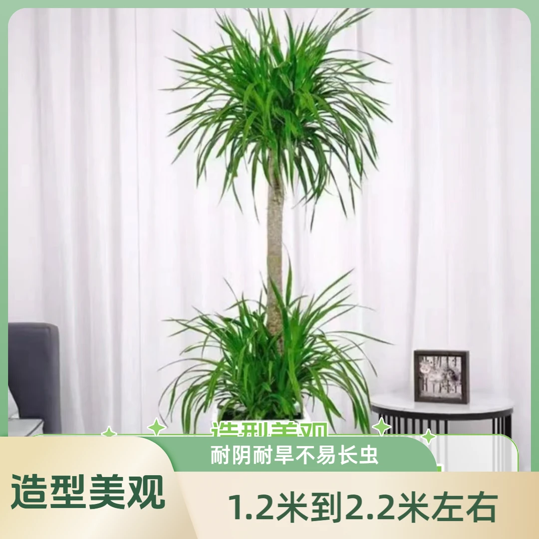 双层龙血树办公室卧室客厅净化绿植造型款网红绿植办公室基地发货