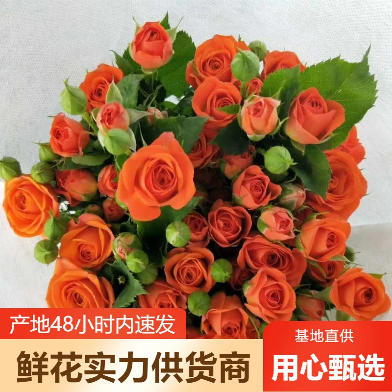 A级多头玫瑰鲜花批发蔷薇鲜花基地直发