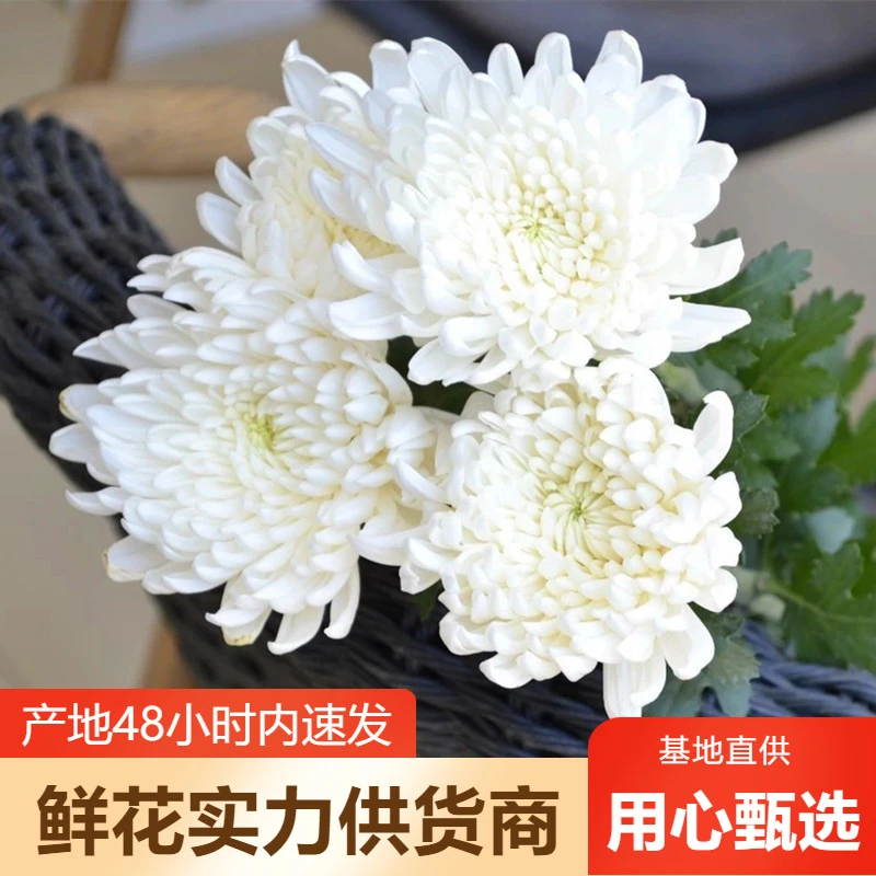 云南昆明斗南直发鲜花（黄白菊菊花）