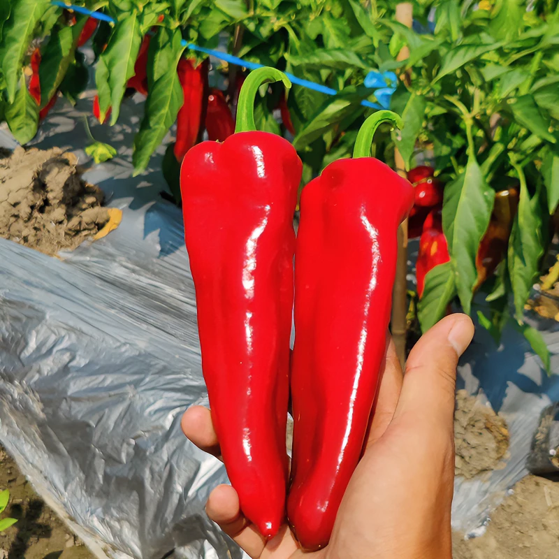 新鲜红辣椒微微辣现摘现发2斤3斤5斤装牛角椒农家菜椒大红辣椒