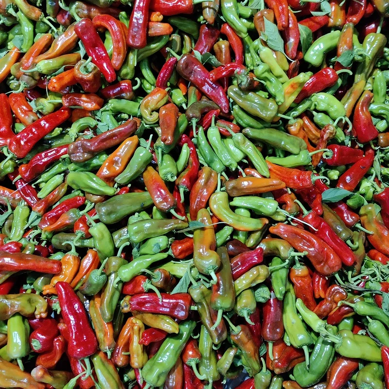 新鲜菜椒花色微辣农家自产半紫半青半红辣椒3斤5斤装产地安徽和县