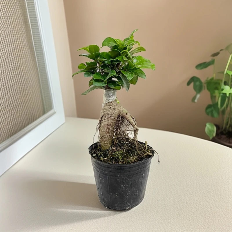 人参榕盆栽小叶榕耐寒榕树造型树桩盆景苗室内禅意四季常青绿植物