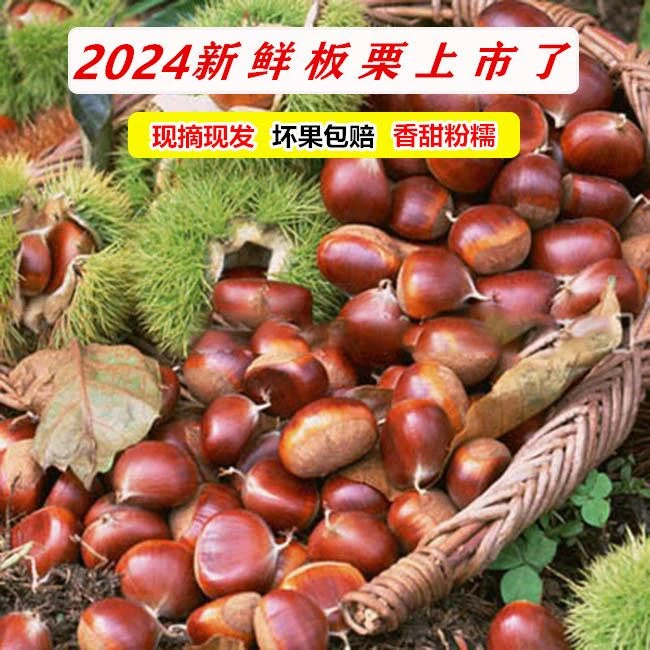 罗田板栗生新鲜栗当季深山成熟油栗子毛栗子鲜板粟野生栗子3斤