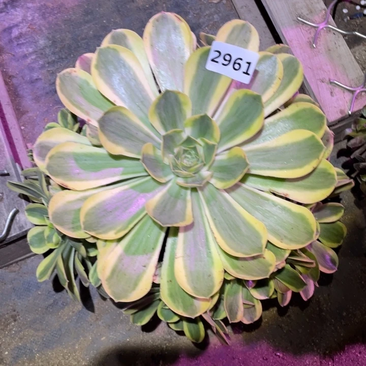 香露盘白锦2961号多肉植物