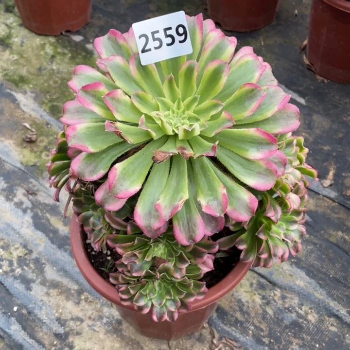 绿体仙魔2559号多肉植物