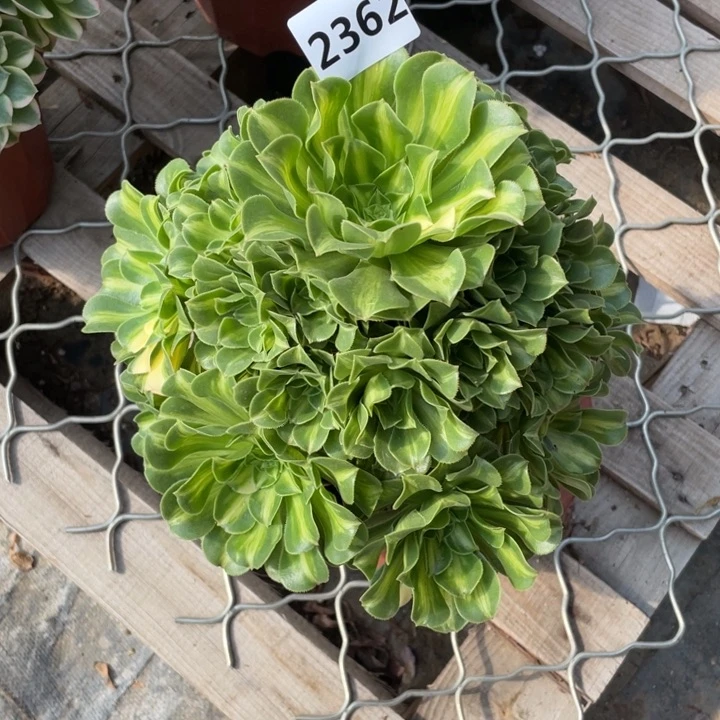 翡翠琉璃2362号多肉植物