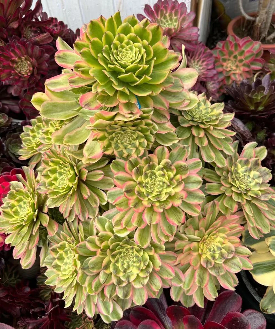 多肉法师植物一物一拍发货链接绿色粉色红色裸根植物简单粉色红色