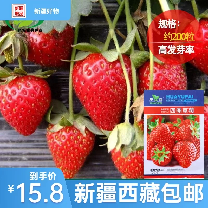 【新疆包邮】红色草莓四季播种室内浓郁阳台美观盆栽秋冬草莓趣味