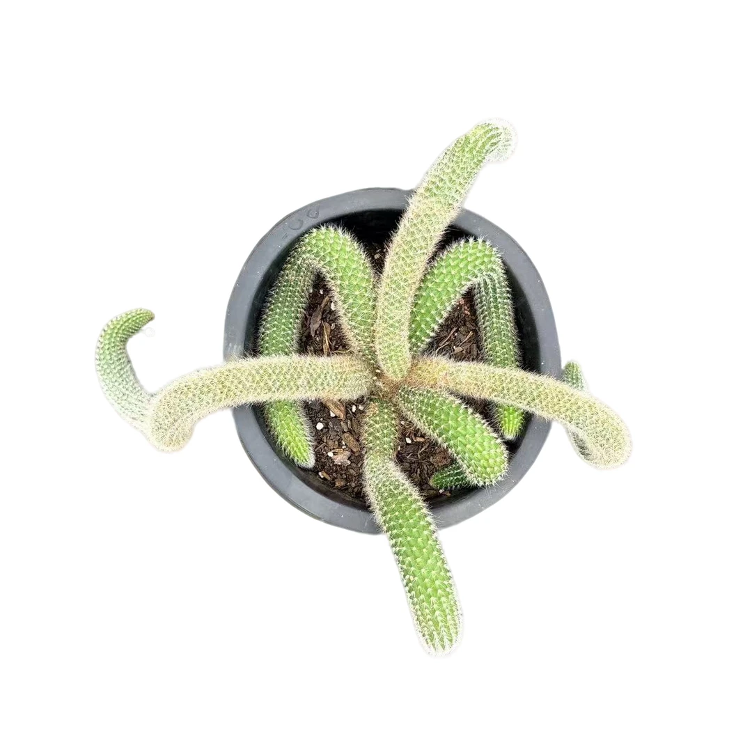 大九尾狐多肉满9.99元包邮