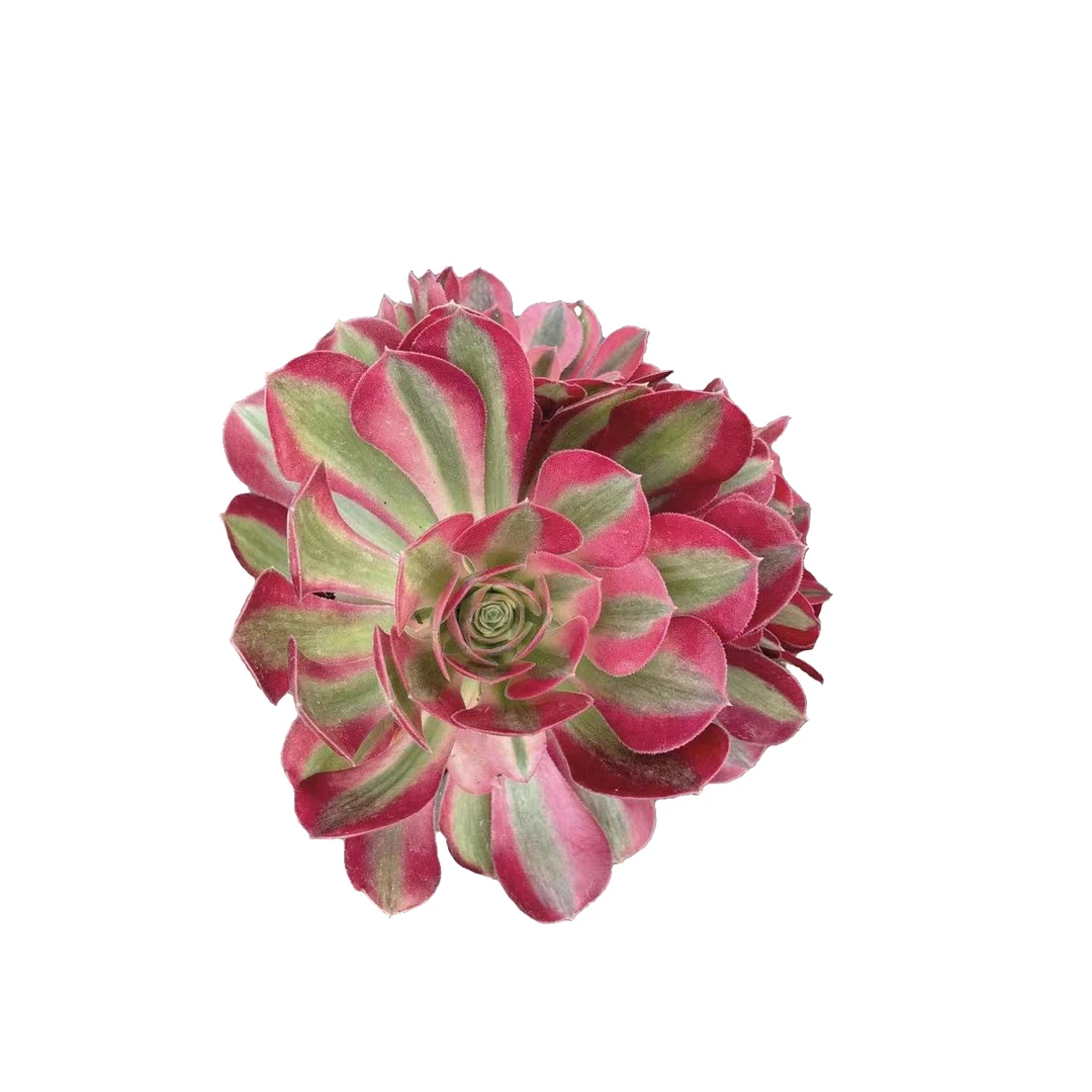 粉女巫多肉满9.9包邮