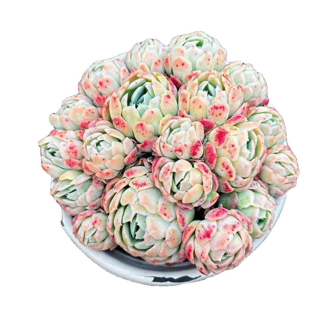 180贝瑞多肉满9.9包邮