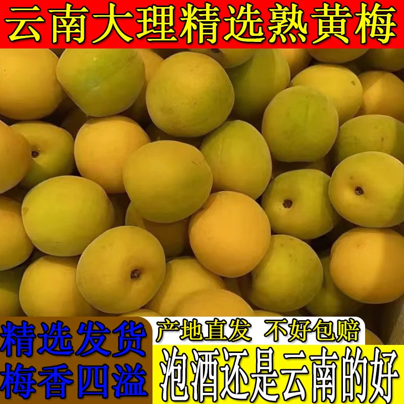 云南黄梅现摘现发鲜果新鲜树上黄高山黄梅子酸梅泡酒专用新鲜酵素