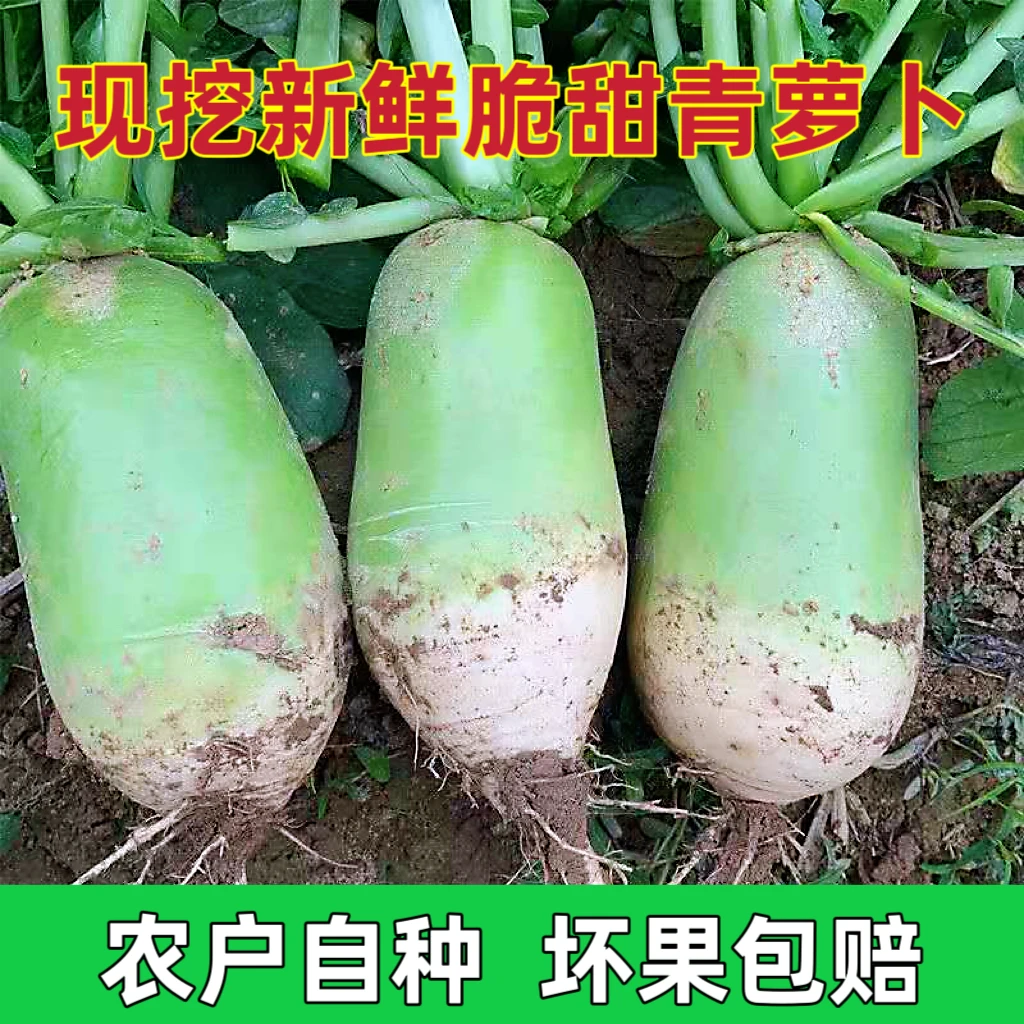 5斤河南沙地萝卜现挖现发新鲜农家自种白萝卜蔬菜类非水果萝卜