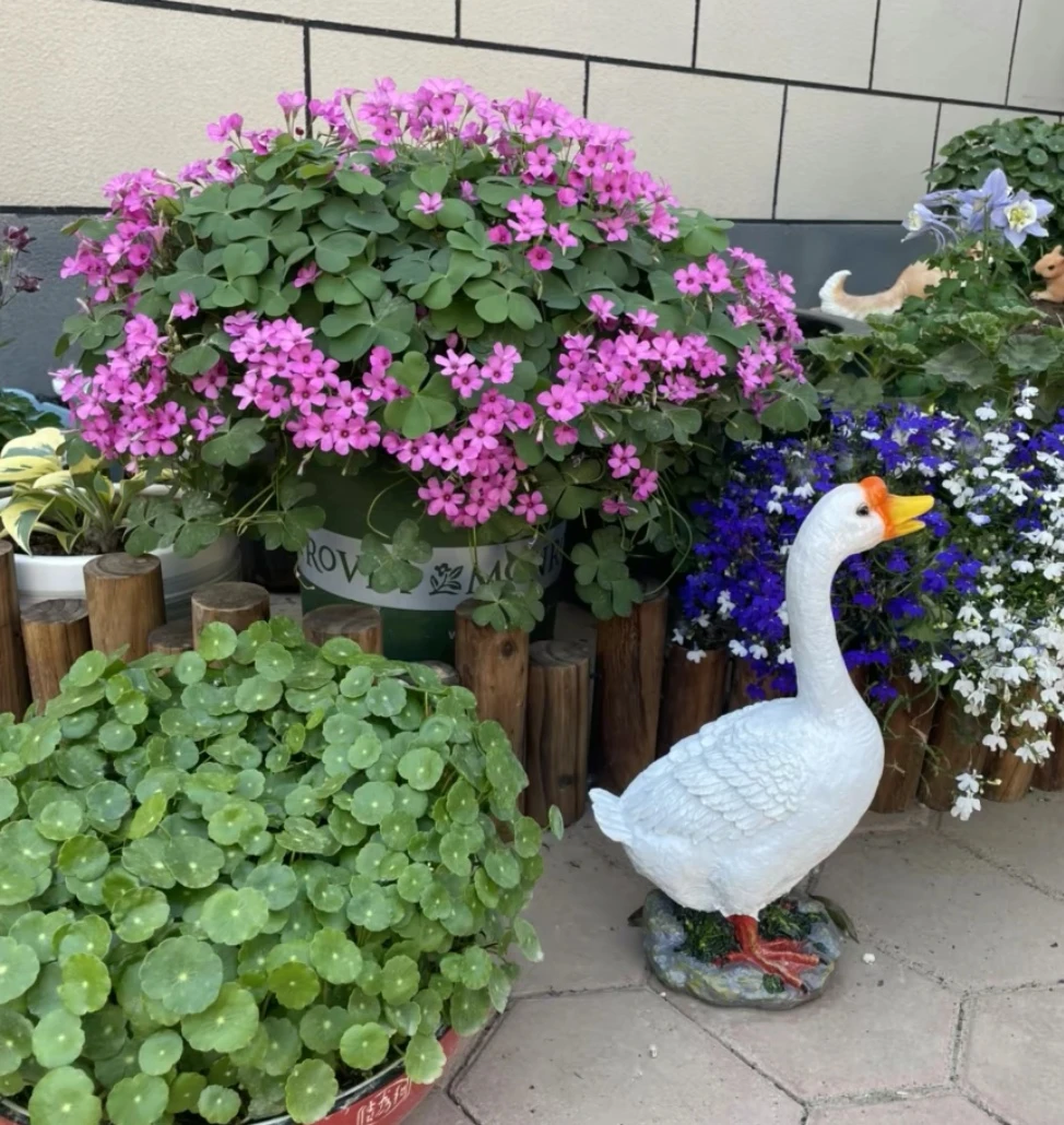 红花酢浆草老桩 ，幸运草 红花酢浆草拇指盆，微盆景直播间一物一拍