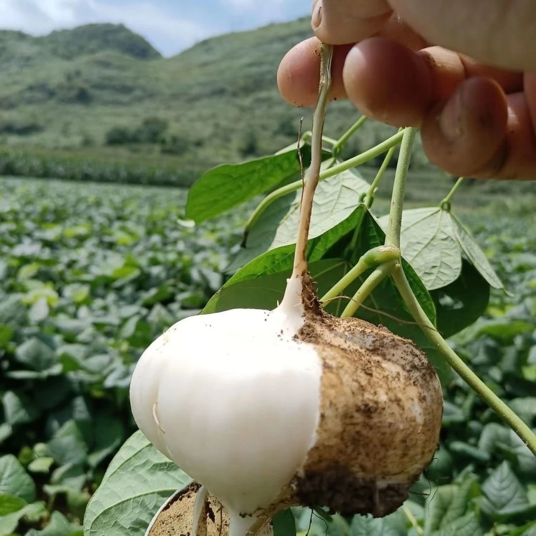 贵州高山地萝卜凉薯生吃地瓜香脆新鲜现挖脆甜沙葛土瓜农家自种