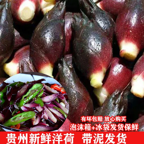 贵州洋荷新鲜洋荷姜精选农家新鲜阳荷姜鲜嫩脆嫩凉拌产带泥