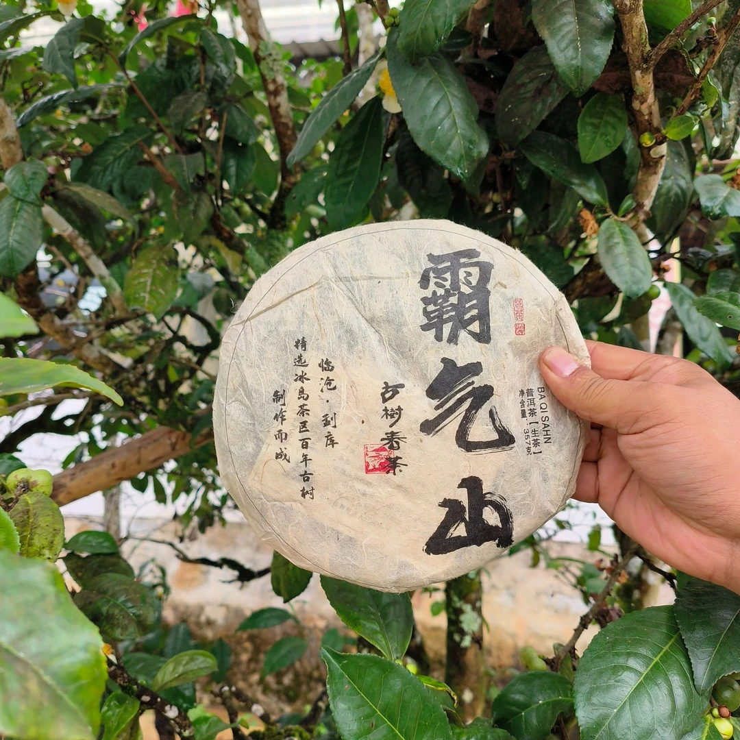 纸山箐助农副支书推荐，勐库霸气山古树，精选冰岛茶区百年古树