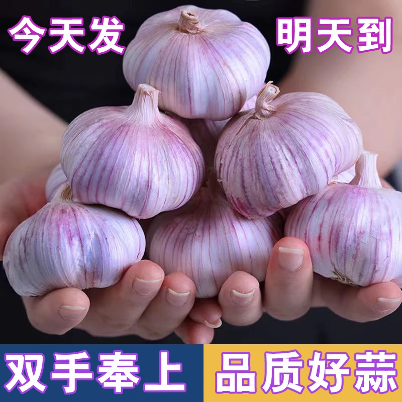 【新客福利】金乡紫皮大蒜新干蒜子新鲜红皮大蒜头优质干蒜批发便