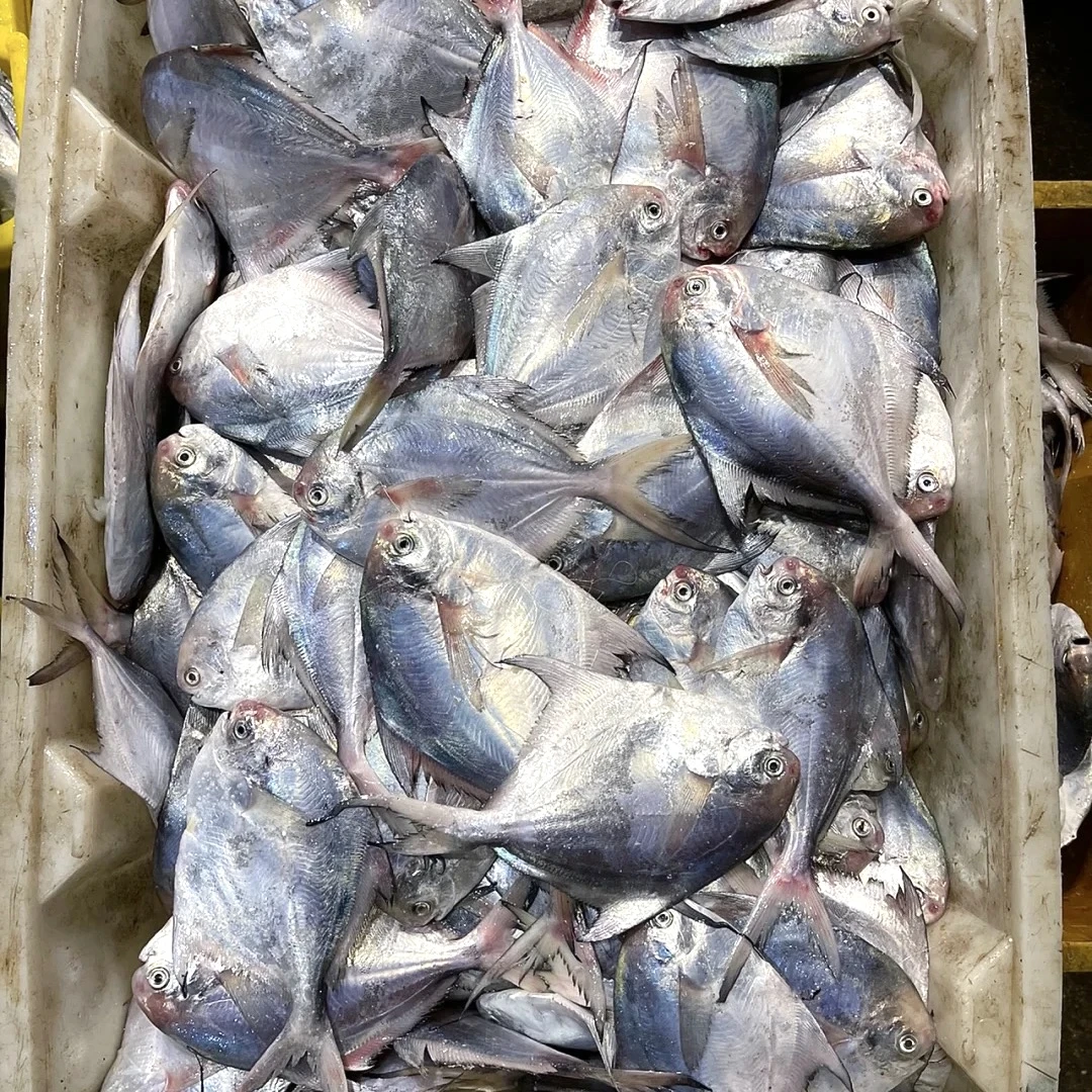 野生银鲳鱼拍5斤送1斤 到手6斤 新鲜活冻发货6