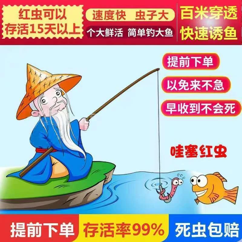 【高品质新鲜红虫福利价】