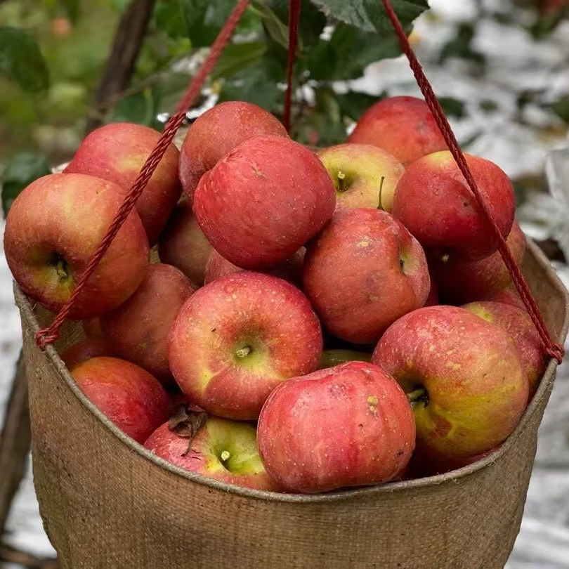 现摘现发大凉山冰糖心丑苹果10斤