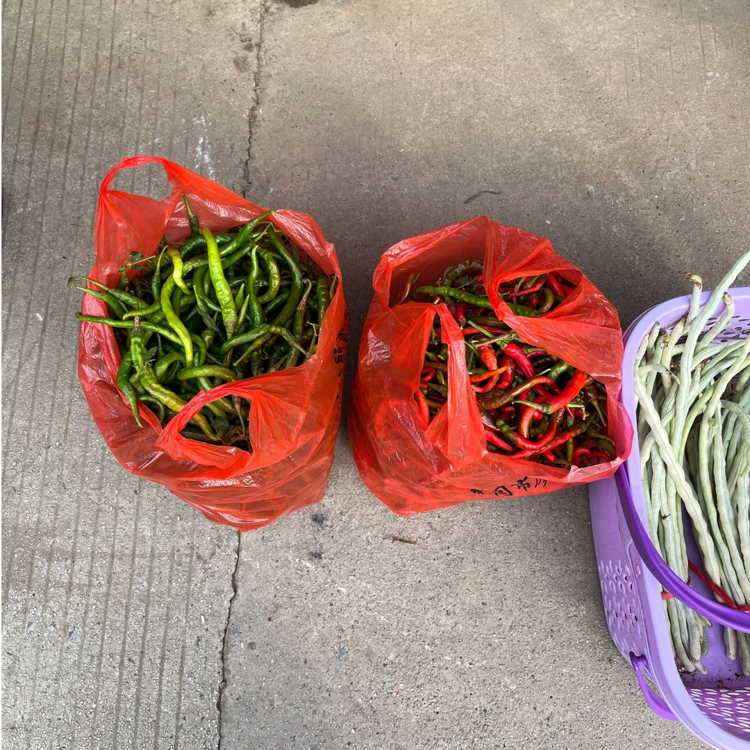 【很辣】湖南本地秋辣椒农村露天种植农家青红辣椒施农家肥不打农药