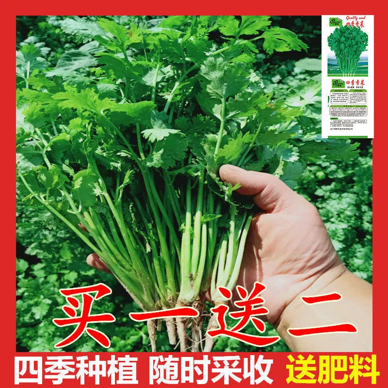 四季香菜种子阳台室内花卉花盆栽香菜蔬菜种子四季高产易种香菜籽