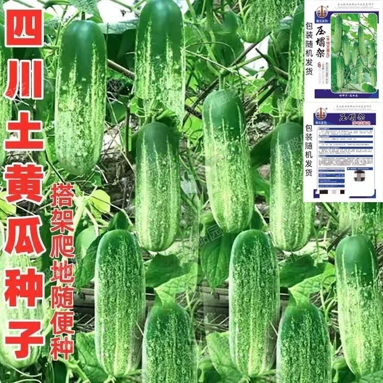 黄瓜种子口口脆水果黄瓜本地旱黄瓜小黄瓜春秋季田园爬藤蔬菜种籽