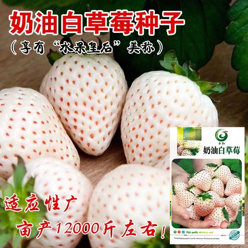 奶油白草莓种子四季草莓种籽大田高产高甜草莓水果种孑水果皇后