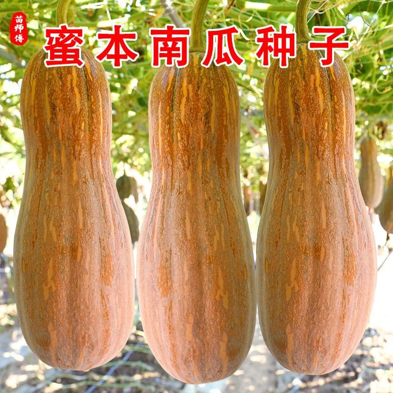 早栗蜜本南瓜种子超甜粉面蜜本甜南瓜早熟高产耐贮运四季蔬菜种籽