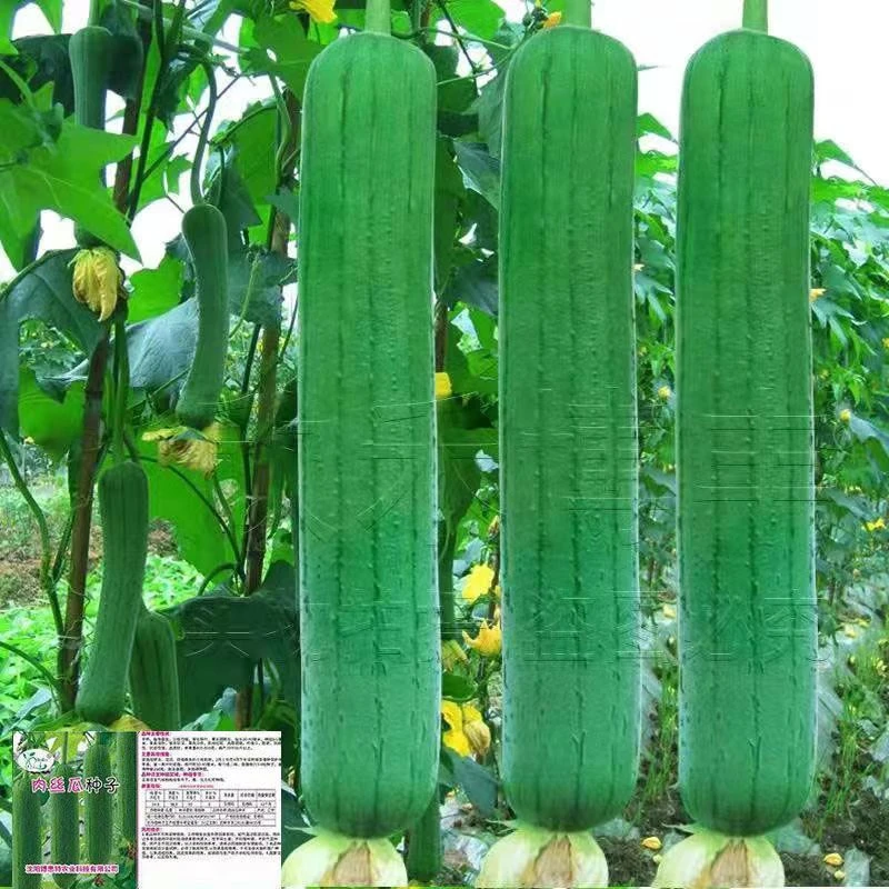 高产特大肉丝瓜种春夏秋季特长丝瓜籽农家庭院爬藤种子蔬菜菜种子