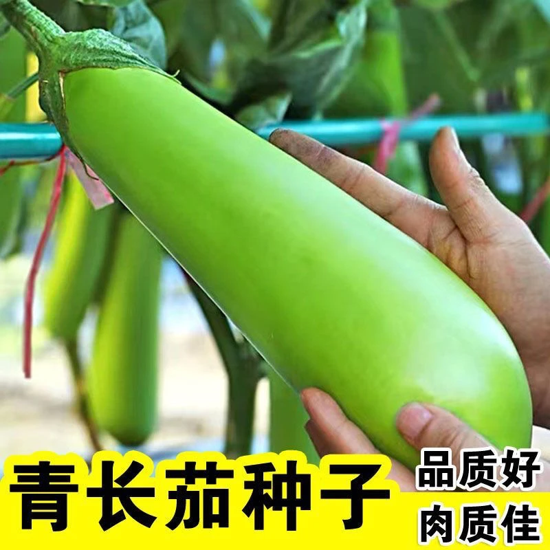 青长茄种子高产四季播种青茄子绿把长茄子种子农家绿皮春季秋季