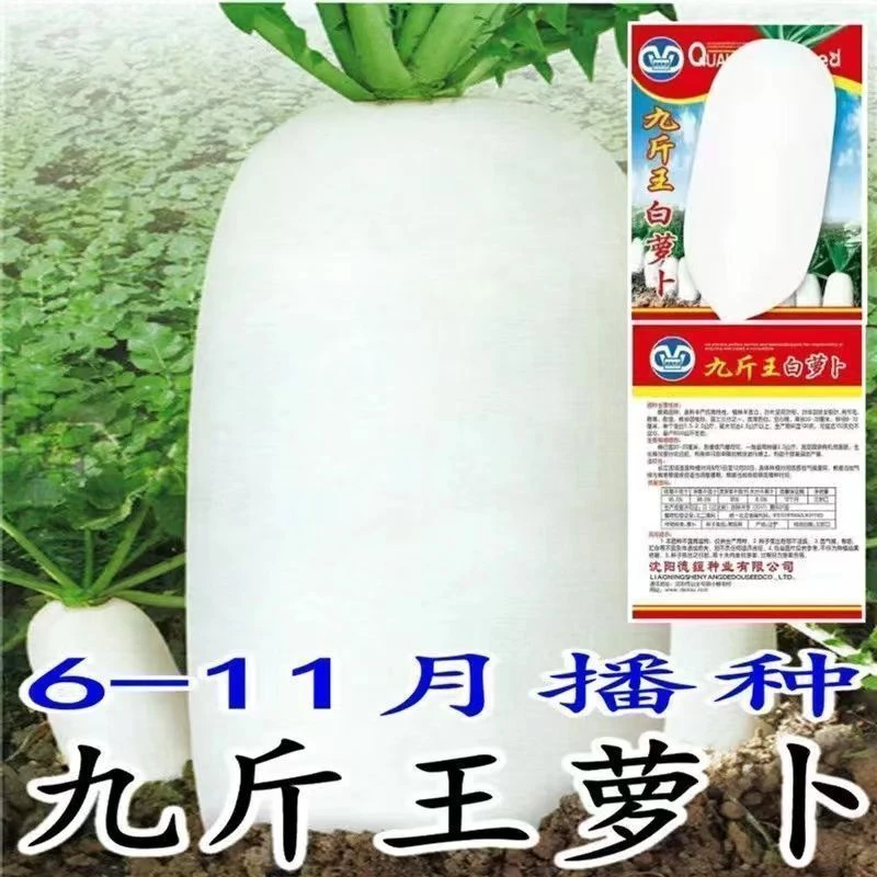 【高产良种】九斤王种子白种籽不籽特大播种