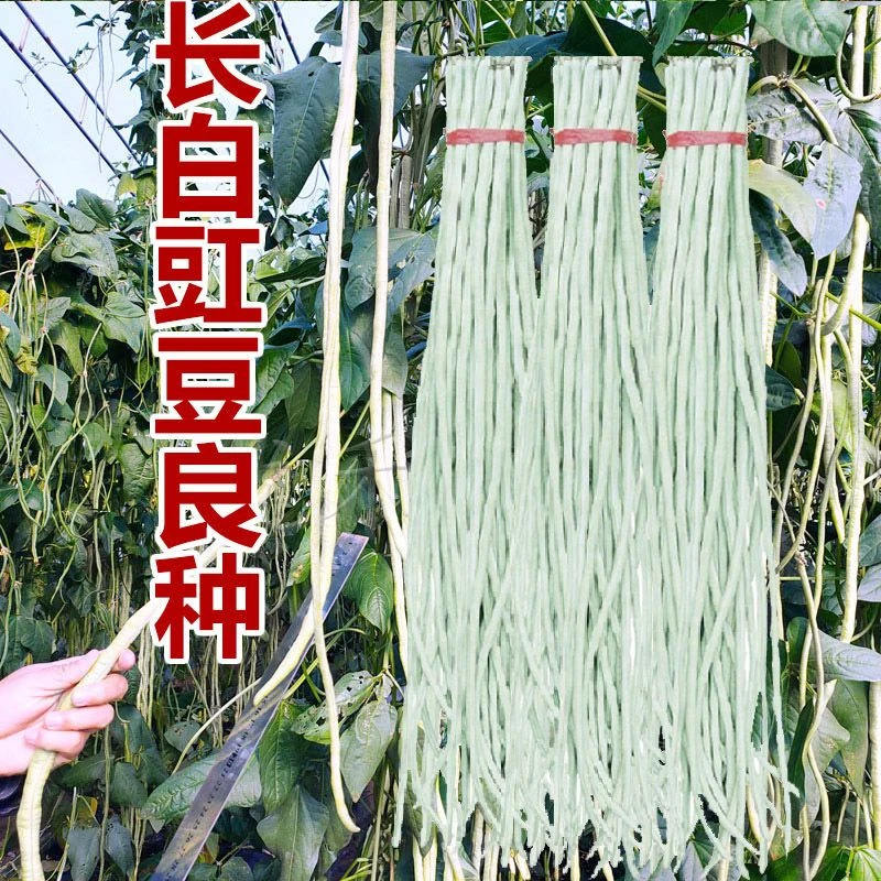 白豇豆种子特长白豆角大白条豇豆春夏秋季爬藤农家高产蔬菜种籽
