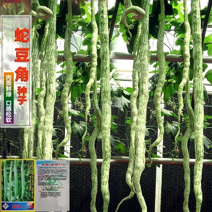 蛇豆种子耐高温蛇瓜种子食用蛇形长豆角地庭院大田春夏播蔬菜种子