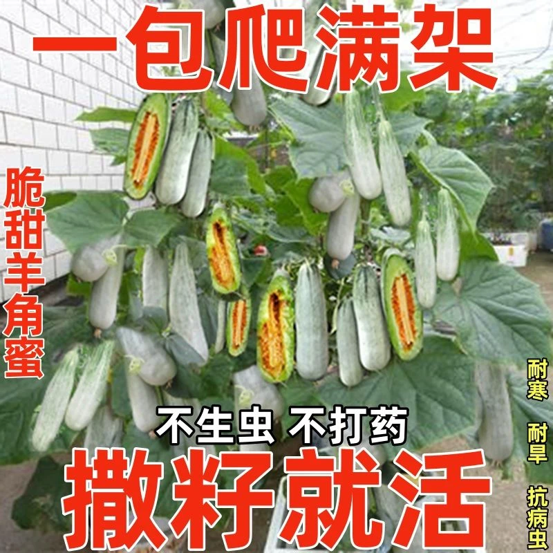 超甜羊角蜜甜瓜种子薄皮冰糖香瓜籽四季种子庭院阳台盆栽水果种子