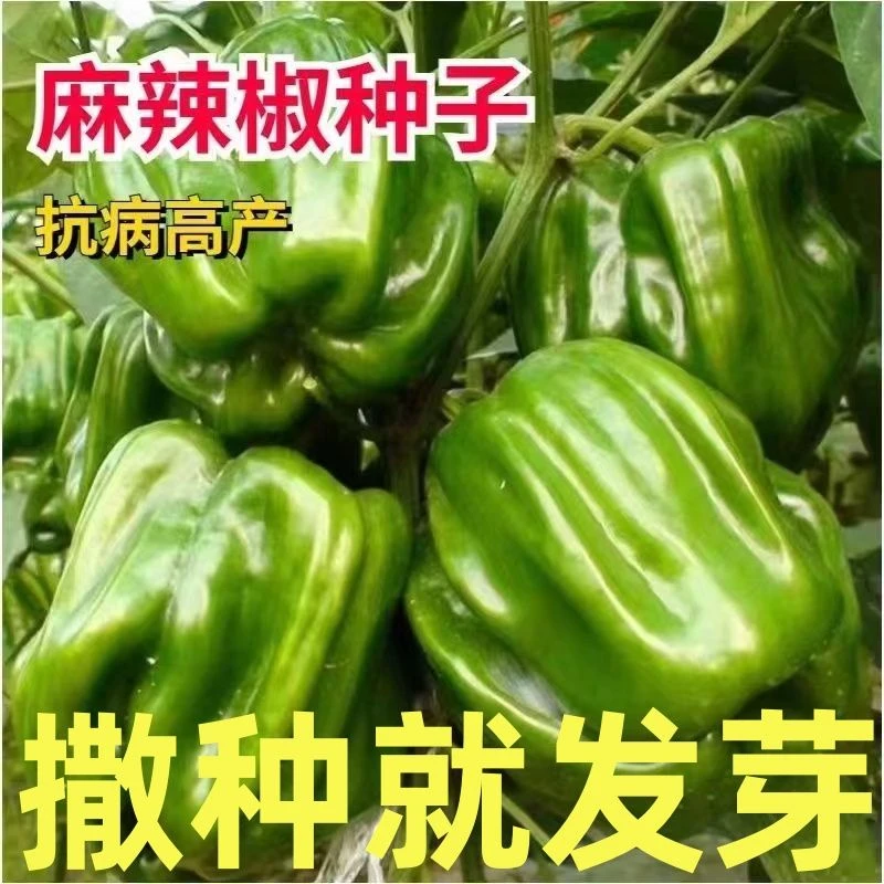 麻辣椒种子辣椒籽薄皮香辣皱皮椒种籽灯笼椒春秋季四季蔬菜种孑